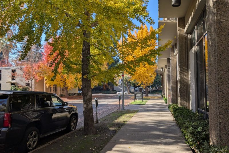 Home 21 A sunlit urban sidewalk lined with vibrant autumn trees and 1787677299